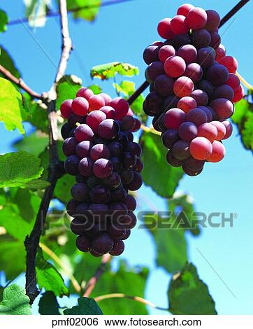fruit, fall, fruit farm, orchard, fruit garden, on the tree, autumn View Large Photo Image Stock Photograph - fruit, fall, fruit farm, orchard, fruit garden, on the tree, autumn. Fotosearch