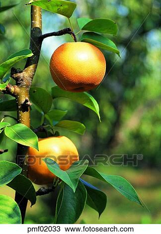 fruit garden, orchard, fruit farm, on the tree, branch, twig, day View Large Photo Image Stock Image - fruit garden, orchard, fruit farm, on the tree, branch, twig, day. Fotosearch