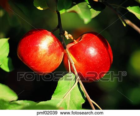 fruit garden, orchard, fruit farm, on the tree, day, farm, plantation View Large Photo Image Stock Photo - fruit garden, orchard, fruit farm, on the tree, day, farm, plantation. Fotosearch