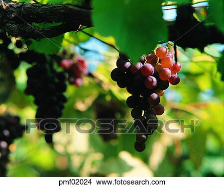 fruit garden, orchard, fruit farm, fruit, on the tree, day, agricultural products View Large Photo Image Picture - fruit garden, orchard, fruit farm, fruit, on the tree, day, agricultural products. Fotosearch