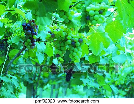 Stock Image - fruit garden, orchard, fruit farm, fruit, on the tree, day, agricultural products. Fotosearch