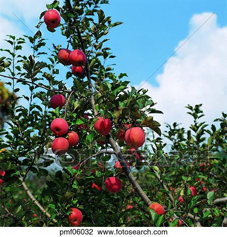 fruit garden, orchard, fruit farm, fruit, on the tree, day, farm View Large Photo Image Stock Image - fruit garden, orchard, fruit farm, fruit, on the tree, day, farm. Fotosearch