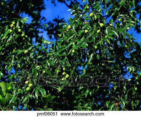 fruit garden, orchard, fruit farm, fruit, on the tree, day, agricultural products View Large Photo Image Stock Image - fruit garden, orchard, fruit farm, fruit, on the tree, day, agricultural products. Fotosearch