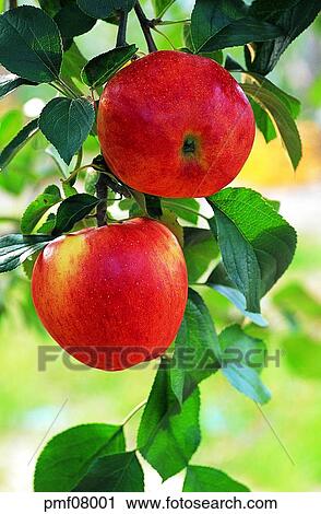 Stock Image - fruit garden, orchard, fruit farm, fruit, on the tree, day, farm. Fotosearch