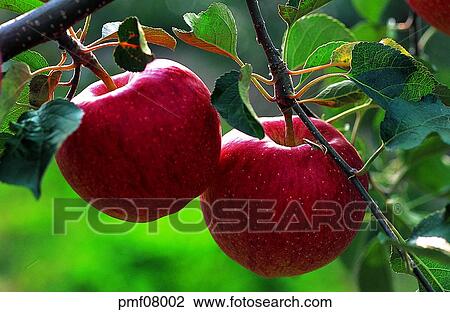 fruit garden, orchard, fruit farm, fruit, on the tree, day, farm View Large Photo Image Stock Image - fruit garden, orchard, fruit farm, fruit, on the tree, day, farm. Fotosearch
