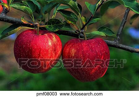 fruit garden, orchard, fruit farm, fruit, on the tree, day, farm View Large Photo Image Stock Image - fruit garden, orchard, fruit farm, fruit, on the tree, day, farm. Fotosearch