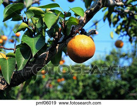 fruit garden, orchard, fruit farm, fruit, on the tree, branch, twig View Large Photo Image Stock Photo - fruit garden, orchard, fruit farm, fruit, on the tree, branch, twig. Fotosearch