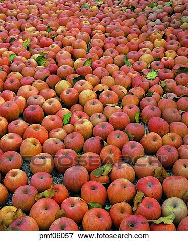 fruit garden, orchard, fruit farm, fruit, day, apple View Large Photo Image Stock Photo - fruit garden, orchard, fruit farm, fruit, day, apple. Fotosearch