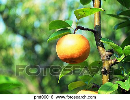 fruit garden, orchard, fruit farm, fruit, on the tree, branch, twig View Large Photo Image Stock Photograph - fruit garden, orchard, fruit farm, fruit, on the tree, branch, twig. Fotosearch