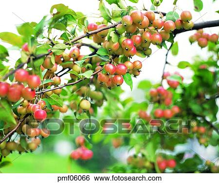 fruit garden, orchard, fruit farm, fruit, apple, apple tree, on the tree View Large Photo Image Stock Photograph - fruit garden, orchard, fruit farm, fruit, apple, apple tree, on the tree. Fotosearch
