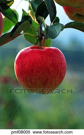 fruit garden, orchard, fruit farm, fruit, on the tree, day, farm View Large Photo Image Stock Photography - fruit garden, orchard, fruit farm, fruit, on the tree, day, farm. Fotosearch