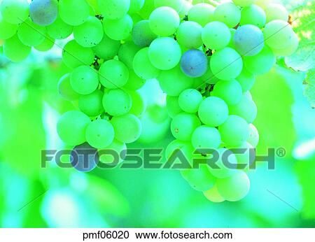 fruit, on the tree, day, agricultural products, farm produce, outdoor View Large Photo Image Stock Image - fruit, on the tree, day, agricultural products, farm produce, outdoor. Fotosearch