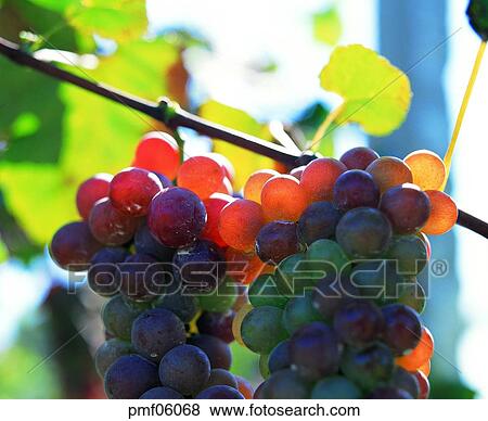fruit, on the tree, day, agricultural products, farm produce, outdoor View Large Photo Image Stock Photo - fruit, on the tree, day, agricultural products, farm produce, outdoor. Fotosearch