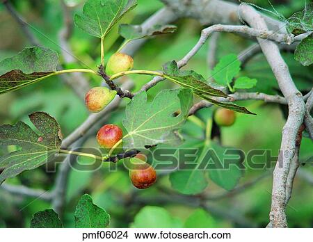 fruit tree, fruit, on the tree, branch, twig, leaf, day View Large Photo Image Picture - fruit tree, fruit, on the tree, branch, twig, leaf, day. Fotosearch