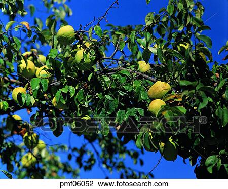 fruit tree, tree, on the tree, branch, twig, day, Chinese quince View Large Photo Image Stock Image - fruit tree, tree, on the tree, branch, twig, day, Chinese quince. Fotosearch