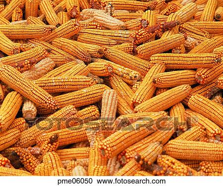 grain, fall, cereals, corn, dry, day, autumn View Large Photo Image Stock Image - grain, fall, cereals, corn, dry, day, autumn. Fotosearch