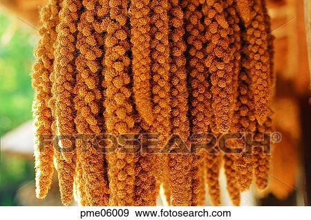 grain, fall, cereals, corn, dry, cereals, autumn View Large Photo Image Stock Photo - grain, fall, cereals, corn, dry, cereals, autumn. Fotosearch