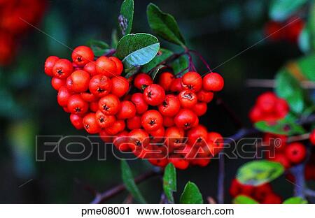 Stock Image - Ilex serrata, Aquifoliaceae nuts, leaf, leaf of an Aquifoliaceae, Aquifoliaceae fruits, Naksanghong, Aquifoliaceae. Fotosearch