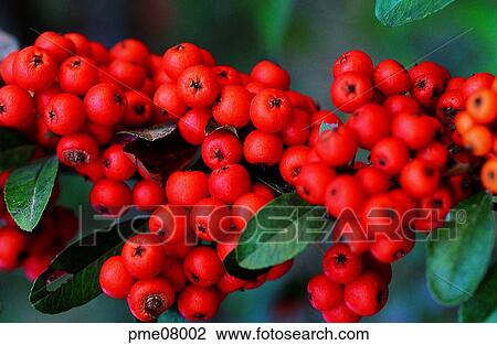 Ilex serrata, Aquifoliaceae nuts, leaf, leaf of an Aquifoliaceae, Aquifoliaceae fruits, Naksanghong, Aquifoliaceae View Large Photo Image Stock Image - Ilex serrata, Aquifoliaceae nuts, leaf, leaf of an Aquifoliaceae, Aquifoliaceae fruits, Naksanghong, Aquifoliaceae. Fotosearch