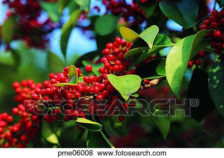Ilex serrata, Aquifoliaceae nuts, leaf, on the tree, Aquifoliaceae fruits, Naksanghong, Aquifoliaceae View Large Photo Image Stock Photo - Ilex serrata, Aquifoliaceae nuts, leaf, on the tree, Aquifoliaceae fruits, Naksanghong, Aquifoliaceae. Fotosearch