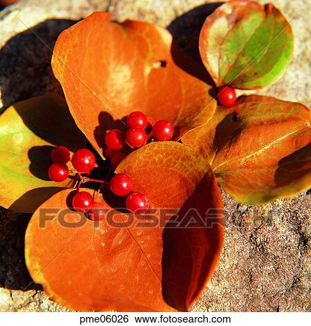 Stock Photograph - Ilex serrata, Aquifoliaceae nuts, leaf, leaf of an Aquifoliaceae, Aquifoliaceae fruits, Naksanghong, Aquifoliaceae. Fotosearch