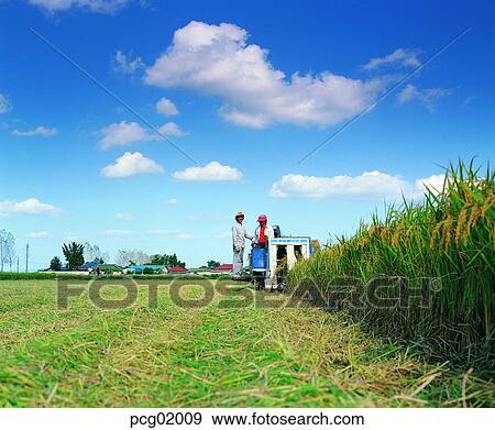 man and woman, fall, mechanization, cloud, autumn farm village, men and women, autumn View Large Photo Image Stock Photo - man and woman, fall, mechanization, cloud, autumn farm village, men and women, autumn. Fotosearch