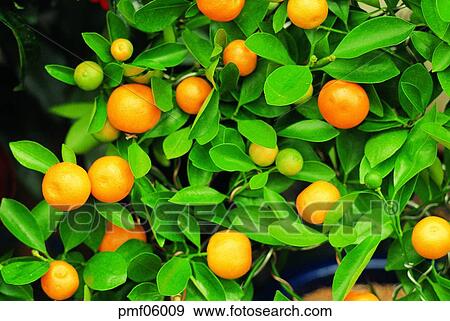 mandarin, tangerine, mandarin tree, tangerine tree, fruit tree, fruit, mandarin View Large Photo Image Stock Photo - mandarin, tangerine, mandarin tree, tangerine tree, fruit tree, fruit, mandarin. Fotosearch