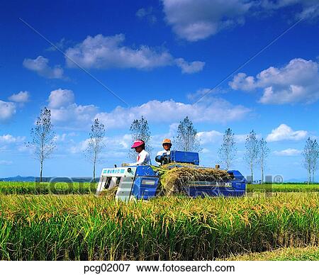 Stock Photo - men and women, fall, man and woman, mechanization, autumn farm village, male and female, autumn. Fotosearch