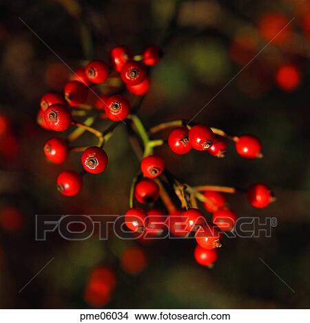 Naksanghong, Aquifoliaceae nuts, Ilex serrata, on the tree, Aquifoliaceae fruits, day, Aquifoliaceae View Large Photo Image Picture - Naksanghong, Aquifoliaceae nuts, Ilex serrata, on the tree, Aquifoliaceae fruits, day, Aquifoliaceae. Fotosearch