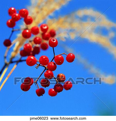 Naksanghong, Aquifoliaceae nuts, Ilex serrata, on the tree, Aquifoliaceae fruits, day, Aquifoliaceae View Large Photo Image Stock Image - Naksanghong, Aquifoliaceae nuts, Ilex serrata, on the tree, Aquifoliaceae fruits, day, Aquifoliaceae. Fotosearch