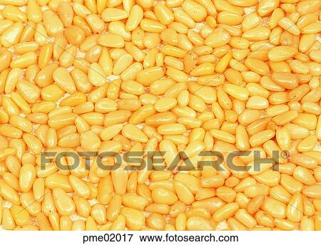 nut, corn, cereals, grain, fruit tree, fruit, fruitage View Large Photo Image Stock Photo - nut, corn, cereals, grain, fruit tree, fruit, fruitage. Fotosearch