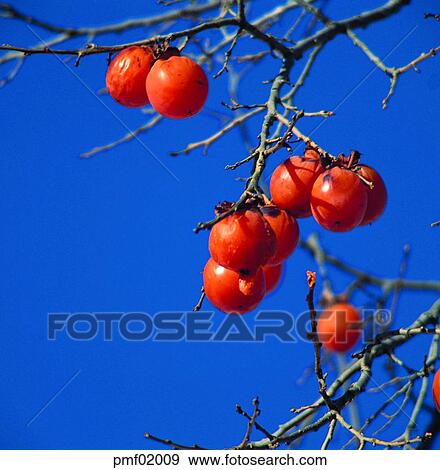 on the tree, fall, persimmon, persimmon tree, persimmon, branch, autumn View Large Photo Image Stock Photo - on the tree, fall, persimmon, persimmon tree, persimmon, branch, autumn. Fotosearch