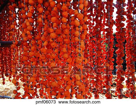 persimmon, dry, dry process, dried persimmons, making dried persimmons, dried persimmon production, fruit View Large Photo Image Stock Image - persimmon, dry, dry process, dried persimmons, making dried persimmons, dried persimmon production, fruit. Fotosearch