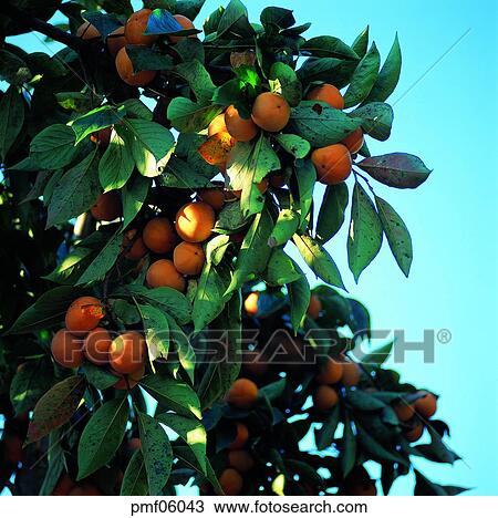 persimmon, persimmon tree, leaf of a persimmon tree, persimmon, leaf of a persimmon, fruit, on the tree View Large Photo Image Stock Image - persimmon, persimmon tree, leaf of a persimmon tree, persimmon, leaf of a persimmon, fruit, on the tree. Fotosearch