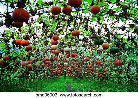 pumpkin flower, flowering pumpkin, day, plant, outdoor, exterior View Large Photo Image Stock Image - pumpkin flower, flowering pumpkin, day, plant, outdoor, exterior. Fotosearch