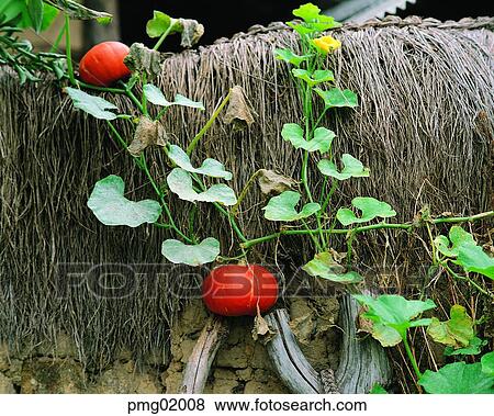 Stock Photo - pumpkin flower, flowering pumpkin, day, wall, wall, plant. Fotosearch