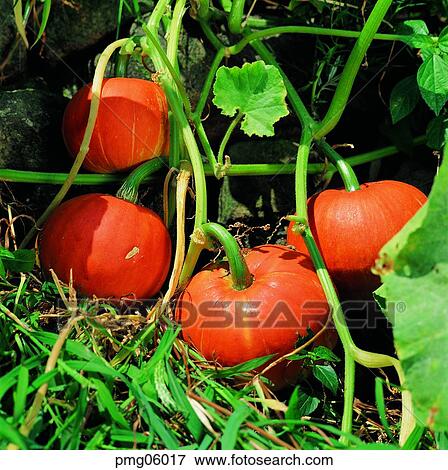 pumpkin flower, flowering pumpkin, day, agricultural products, farm produce, old pumpkin View Large Photo Image Stock Photo - pumpkin flower, flowering pumpkin, day, agricultural products, farm produce, old pumpkin. Fotosearch
