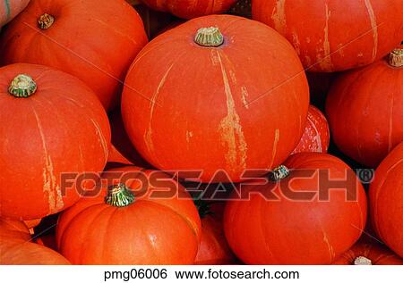 pumpkin flower, flowering pumpkin, day, agricultural products, farm produce, old pumpkin View Large Photo Image Stock Photograph - pumpkin flower, flowering pumpkin, day, agricultural products, farm produce, old pumpkin. Fotosearch