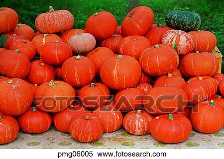 Stock Photography - pumpkin flower, flowering pumpkin, day, agricultural products, farm produce, old pumpkin. Fotosearch