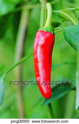 Stock Image - red pepper, day, agricultural products, farm produce, red pepper, red pepper. Fotosearch