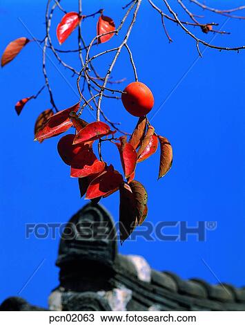 sky of a fall, fall, sky of an autumn, autumn view, autumn scenery, persimmon, autumn View Large Photo Image Stock Image - sky of a fall, fall, sky of an autumn, autumn view, autumn scenery, persimmon, autumn. Fotosearch