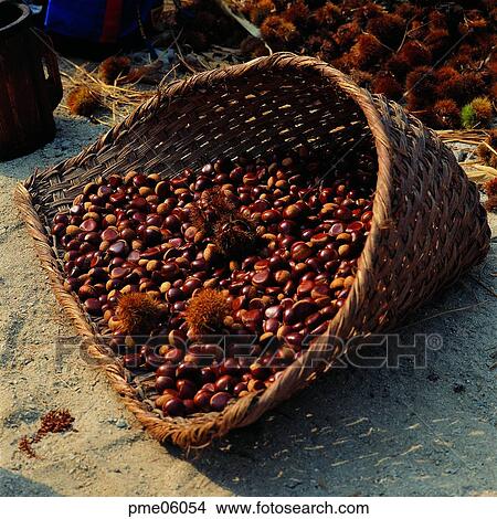 thorn, autumn, fall, corn, cereals, grain, cereals View Large Photo Image Picture - thorn, autumn, fall, corn, cereals, grain, cereals. Fotosearch