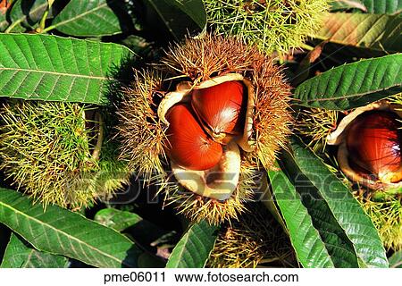 thorn, autumn, fall, day, agricultural products, farm produce, crops View Large Photo Image Stock Image - thorn, autumn, fall, day, agricultural products, farm produce, crops. Fotosearch