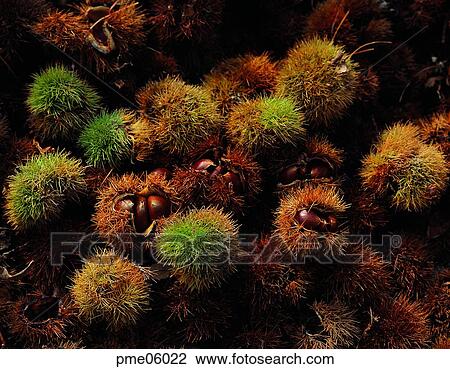 thorn, autumn, fall, day, agricultural products, farm produce, crops View Large Photo Image Stock Image - thorn, autumn, fall, day, agricultural products, farm produce, crops. Fotosearch