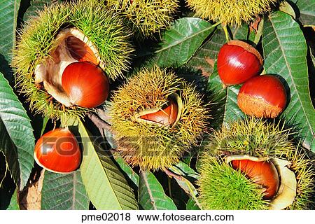 thorn, day, agricultural products, farm produce, crops, harvest, farm produce View Large Photo Image Stock Photo - thorn, day, agricultural products, farm produce, crops, harvest, farm produce. Fotosearch