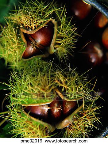thorn, day, agricultural products, farm produce, crops, harvest, farm produce View Large Photo Image Stock Photo - thorn, day, agricultural products, farm produce, crops, harvest, farm produce. Fotosearch