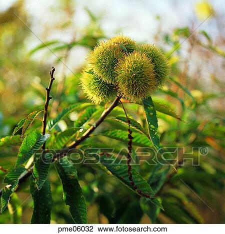 thorn, on the tree, day, chestnut, chestnut, chestnut, chestnut bur View Large Photo Image Stock Image - thorn, on the tree, day, chestnut, chestnut, chestnut, chestnut bur. Fotosearch