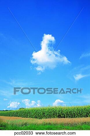 fields, cloud, field, day, clouds, field, autumn sky View Large Photo Image Stock Image - fields, cloud, field, day, clouds, field, autumn sky. Fotosearch