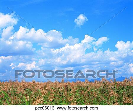 grain garden, cereal garden, cloud, clouds, clouds, scenery of clouds, view of clouds View Large Photo Image Stock Image - grain garden, cereal garden, cloud, clouds, clouds, scenery of clouds, view of clouds. Fotosearch
