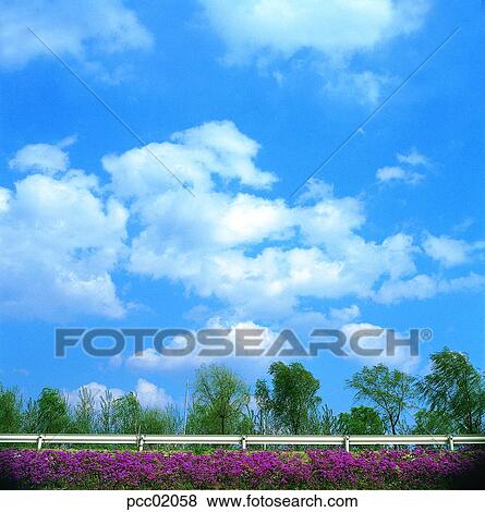 Stock Photo - street tree, avenue, cloud, clouds, clouds, scenery of clouds, view of clouds. Fotosearch